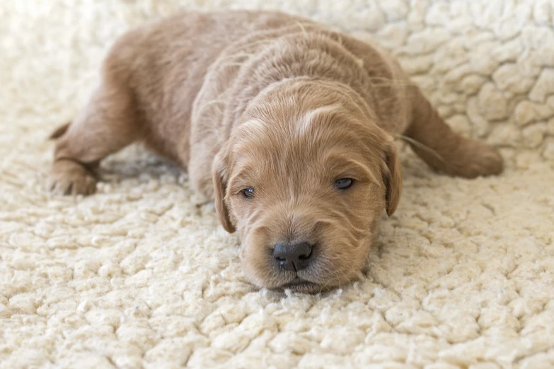 a brown puppy lays on a white rug