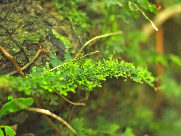 some moss growing on a tree with a plant inside of it