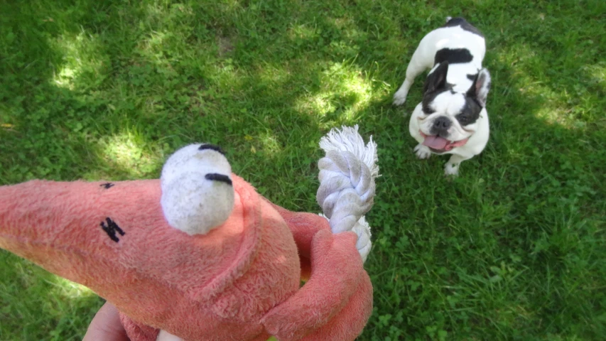 a dog on a leash near an inflatable toy and a stuffed animal