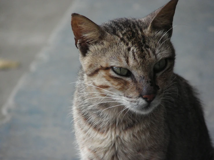 a cat with brown fur and white whiskers looking off to the side