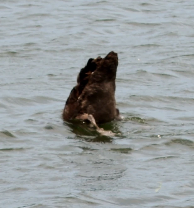 a bear swims in the water with its mouth open