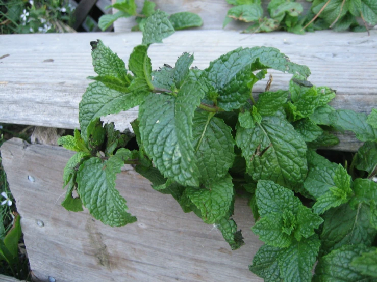 green plants growing on top of a wooden bench