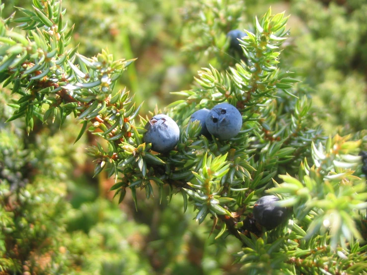 some blue berries are sitting on a tree