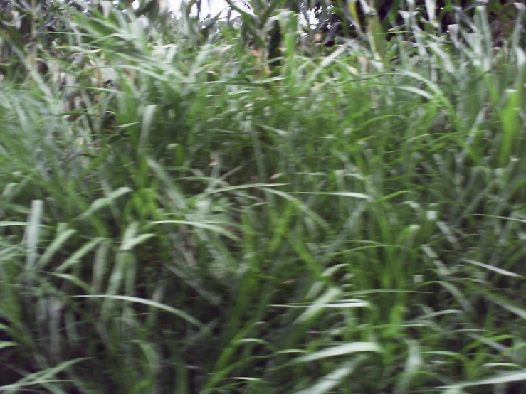 a blurry image shows tall plants in the forest