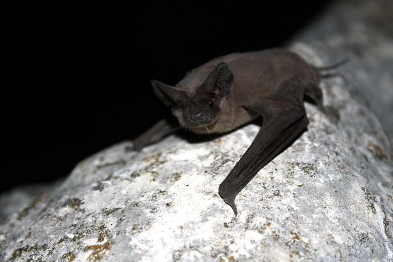a bat that is perched on a rock