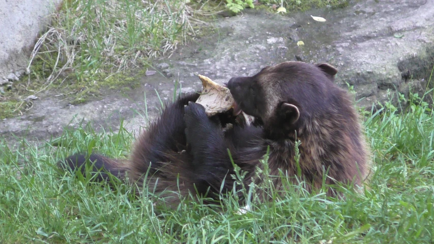 two bears wrestling in a grassy area by a rock