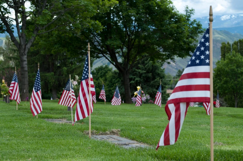 many american flags lined up on the grass