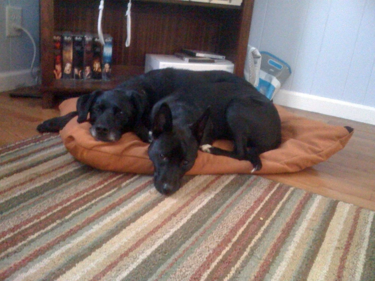 two dogs are laying on a large cushion