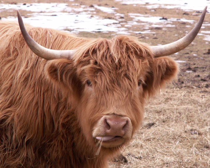 a longhorn bull is standing in the field