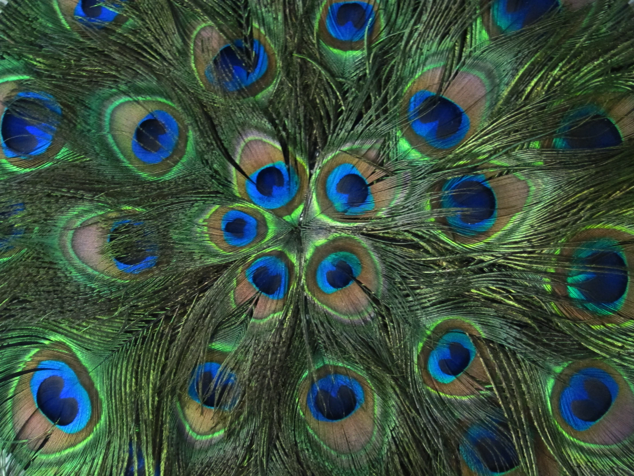 an exotic peacock feathers with bright blue and green colors