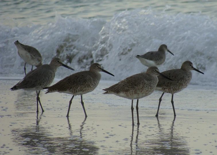 there are five birds standing in the shallow water at this beach
