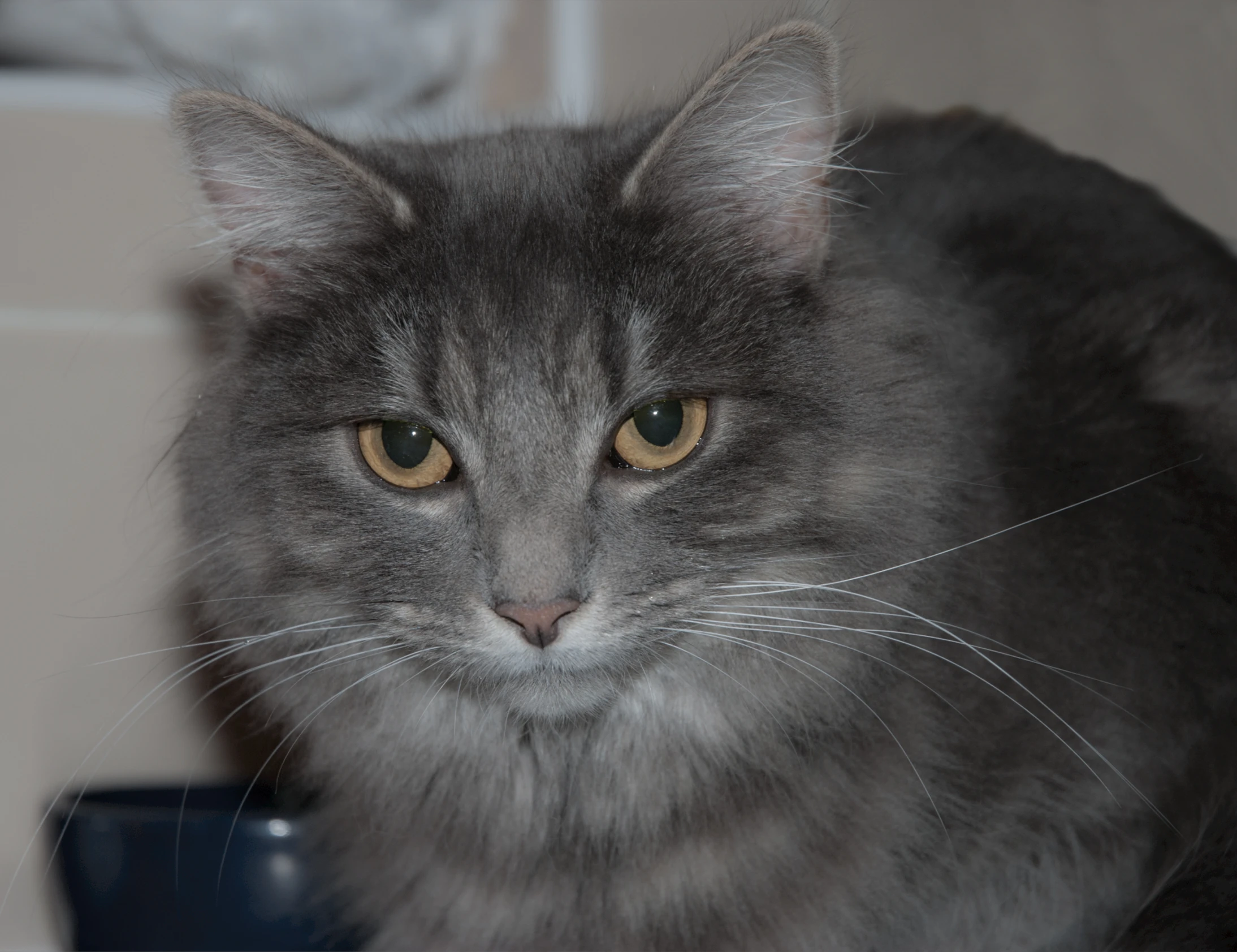 a gray cat looks into the camera as it sits on a table