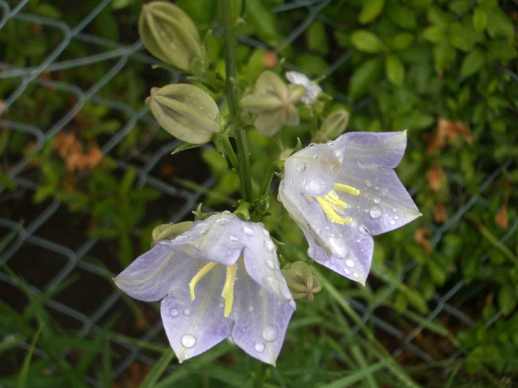 two white flowers with rain droplets on them