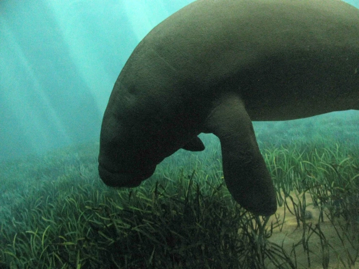 a walin hiding in the sea grass in a stream of water