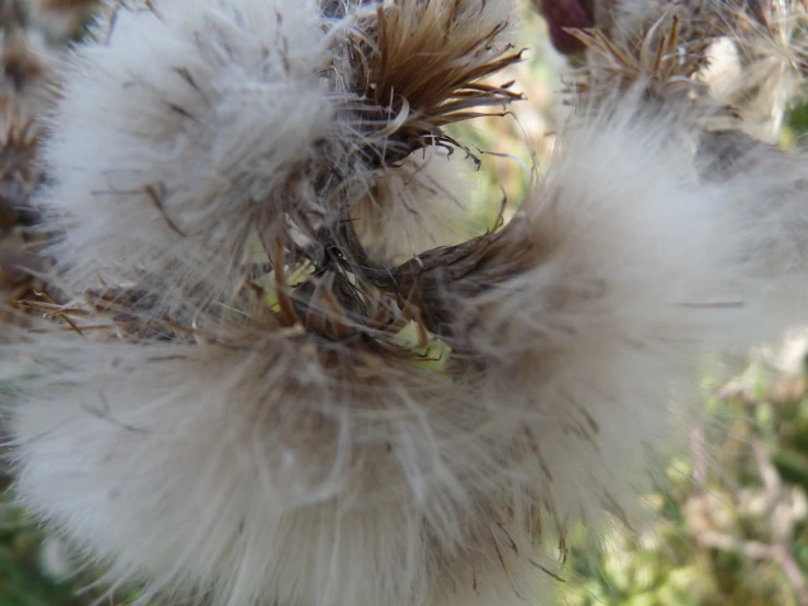 a close up of the center of a fluffy white dandelion