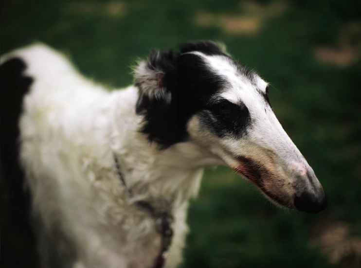 a black and white dog standing outside in the grass