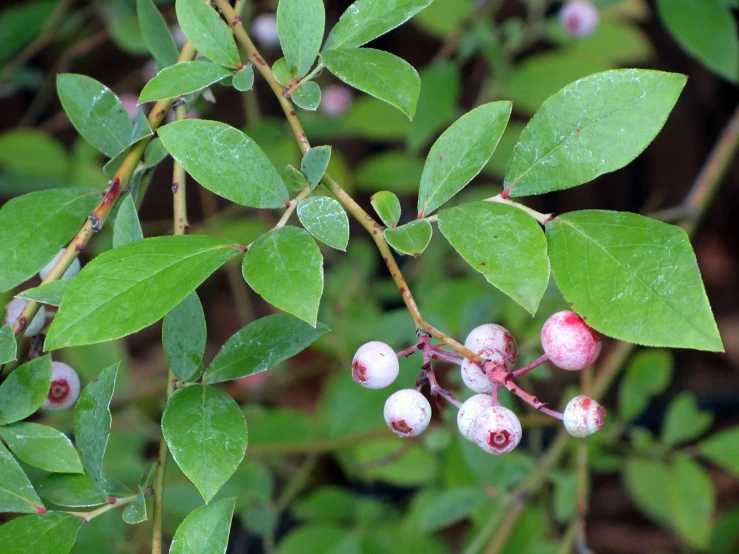 a bunch of green leaves on the stem of some plants