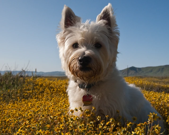 a white dog is sitting in the middle of yellow flowers