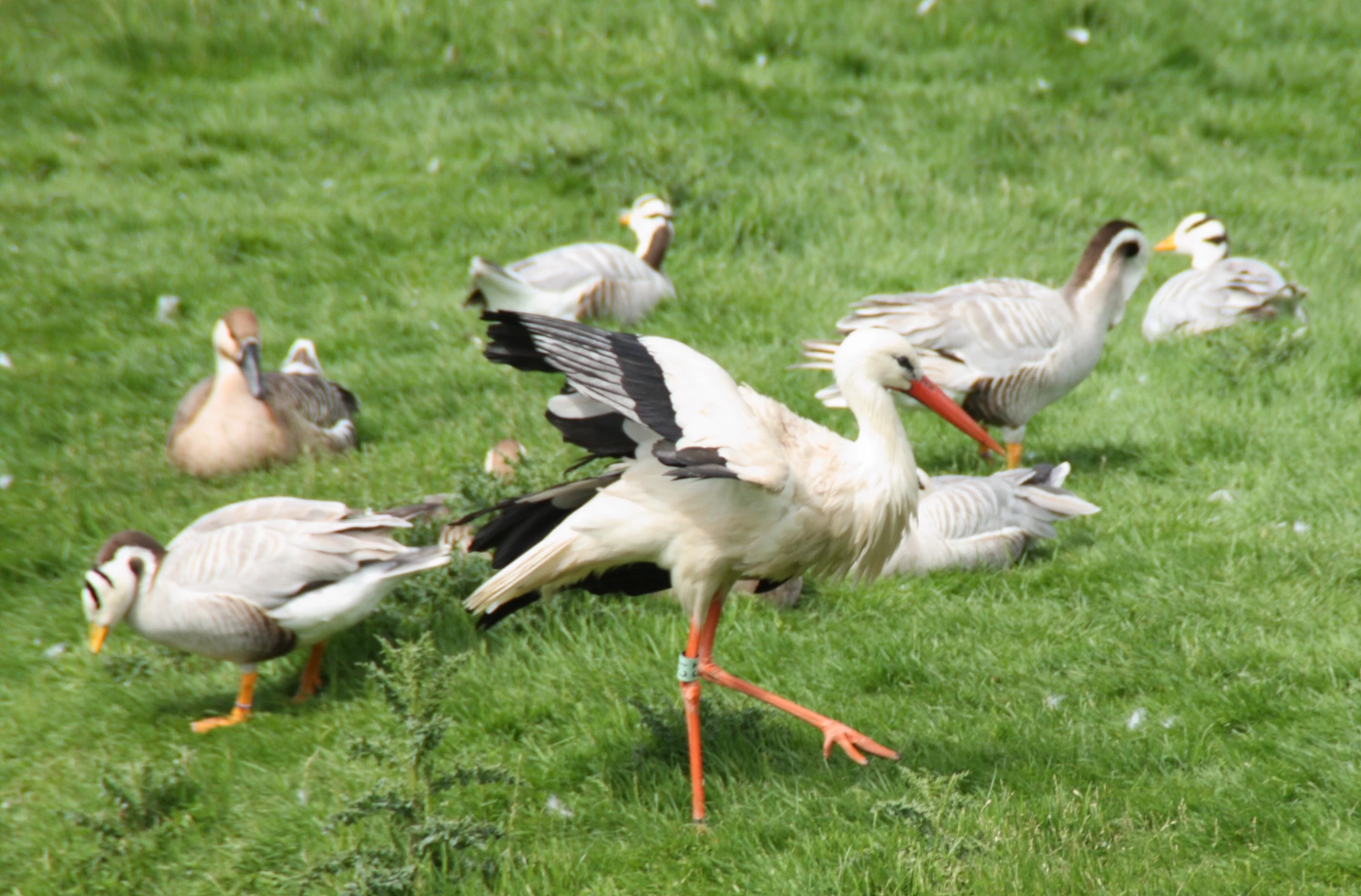 a flock of birds walking across a lush green field