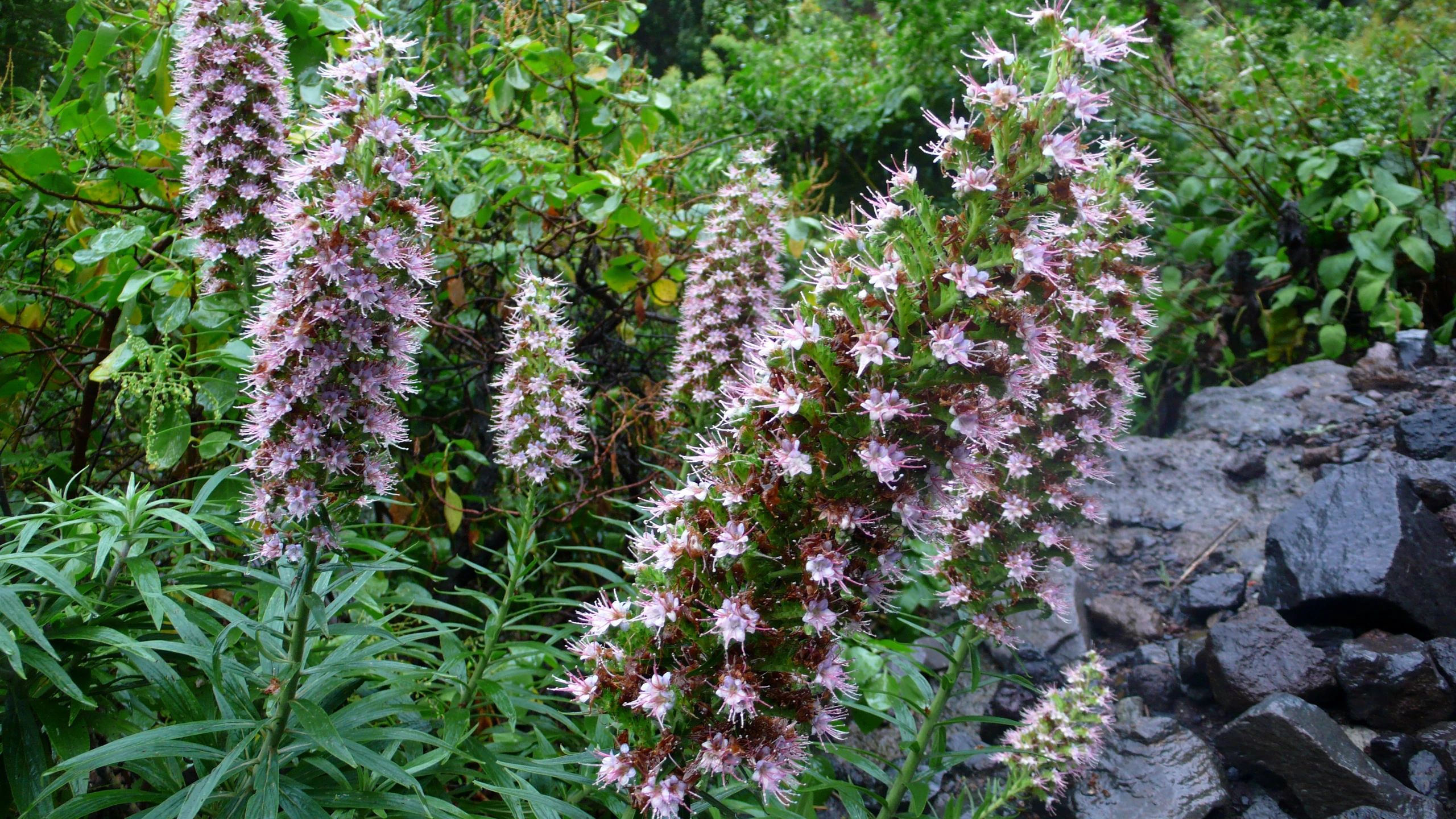 a couple of purple flowers are next to some rocks