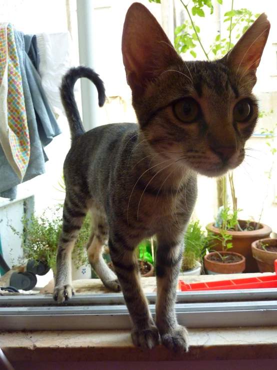 small kitten with curious look looking into a window