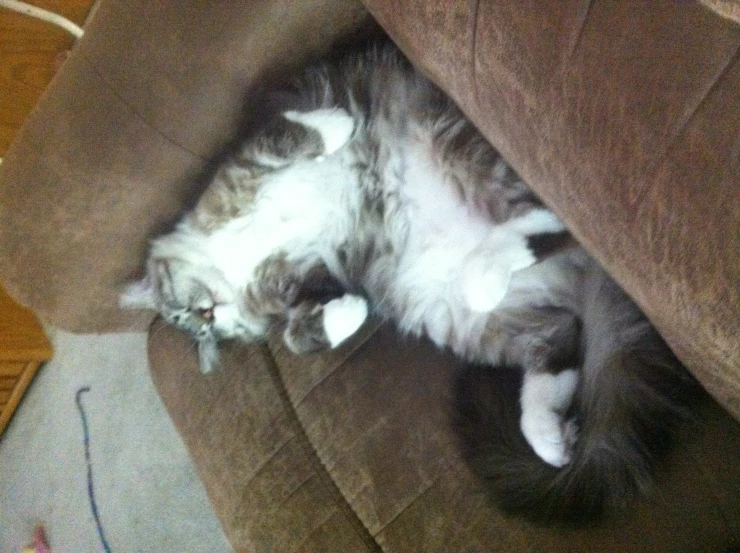 a large cat laying on it's back on top of a couch