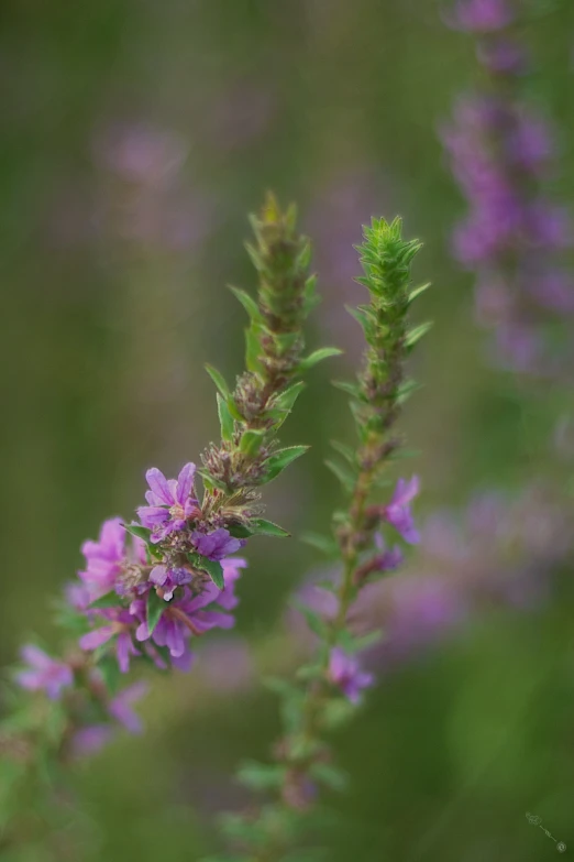 a blurry po of purple flowers in front of green blurry background