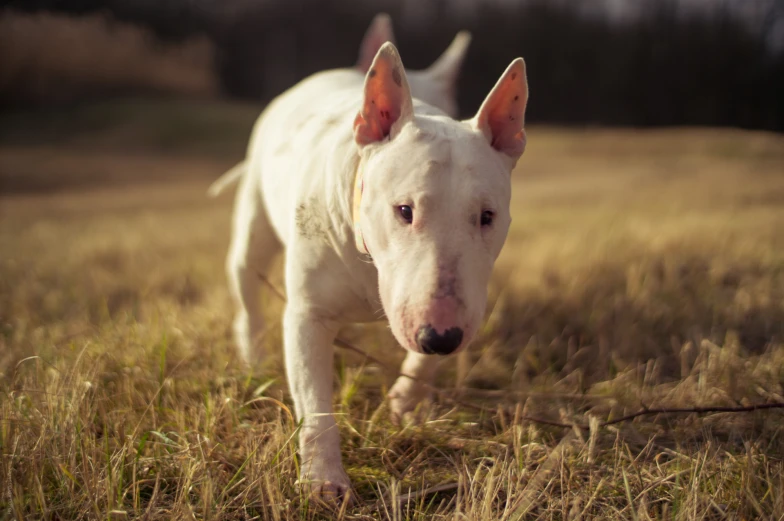 a white bull terrier walking in a grassy field