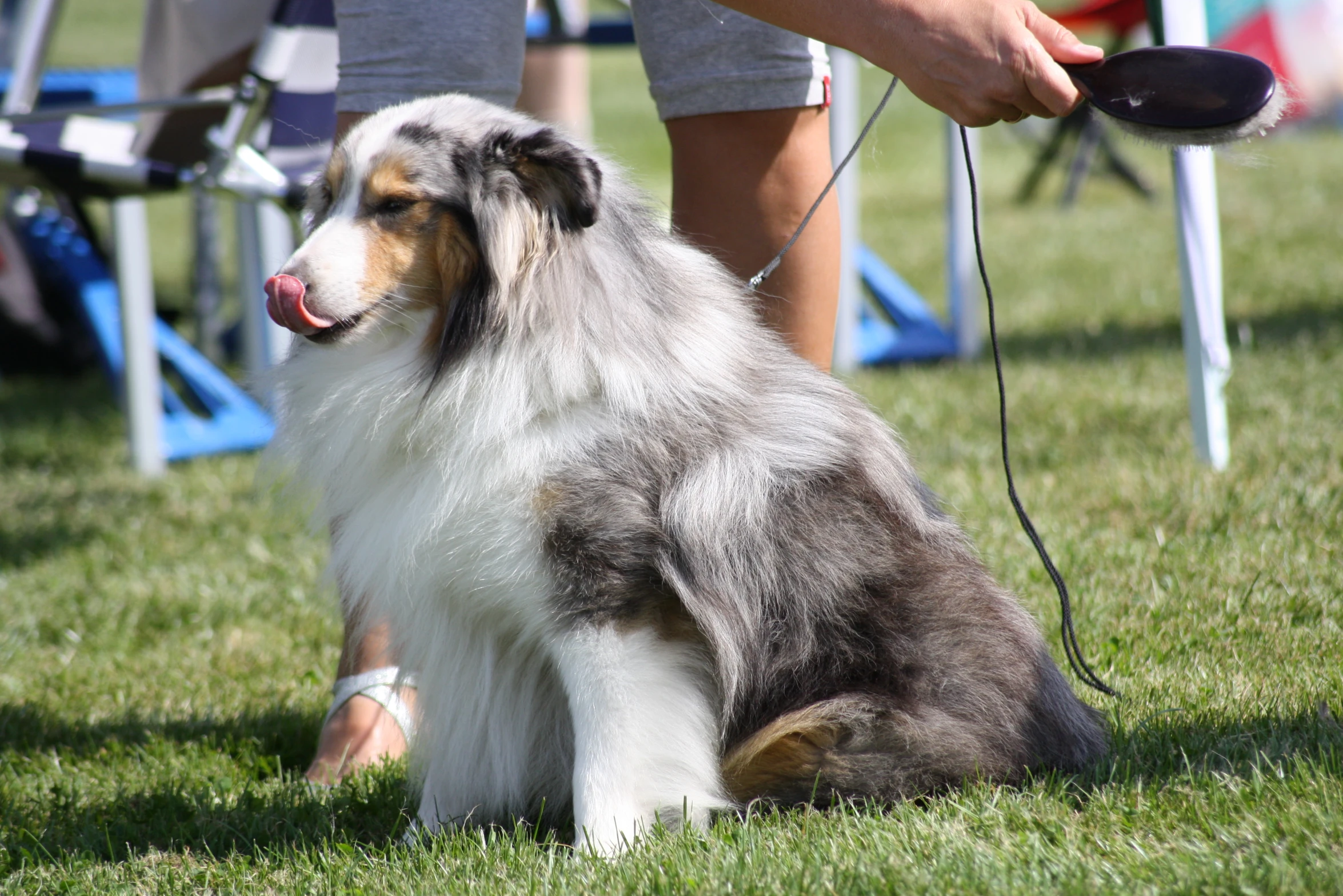 a dog sitting in the grass with it's leash down