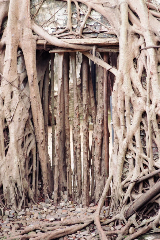 an entrance to the roots in a forest