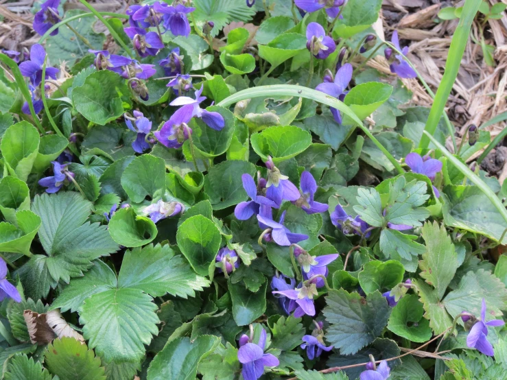 the small blue flowers are growing in the grass