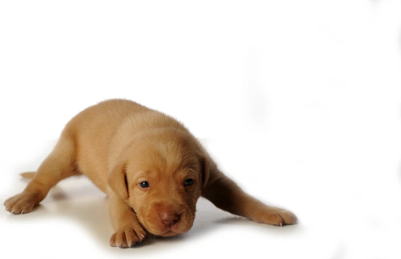 a puppy is laying down in the white backdrop