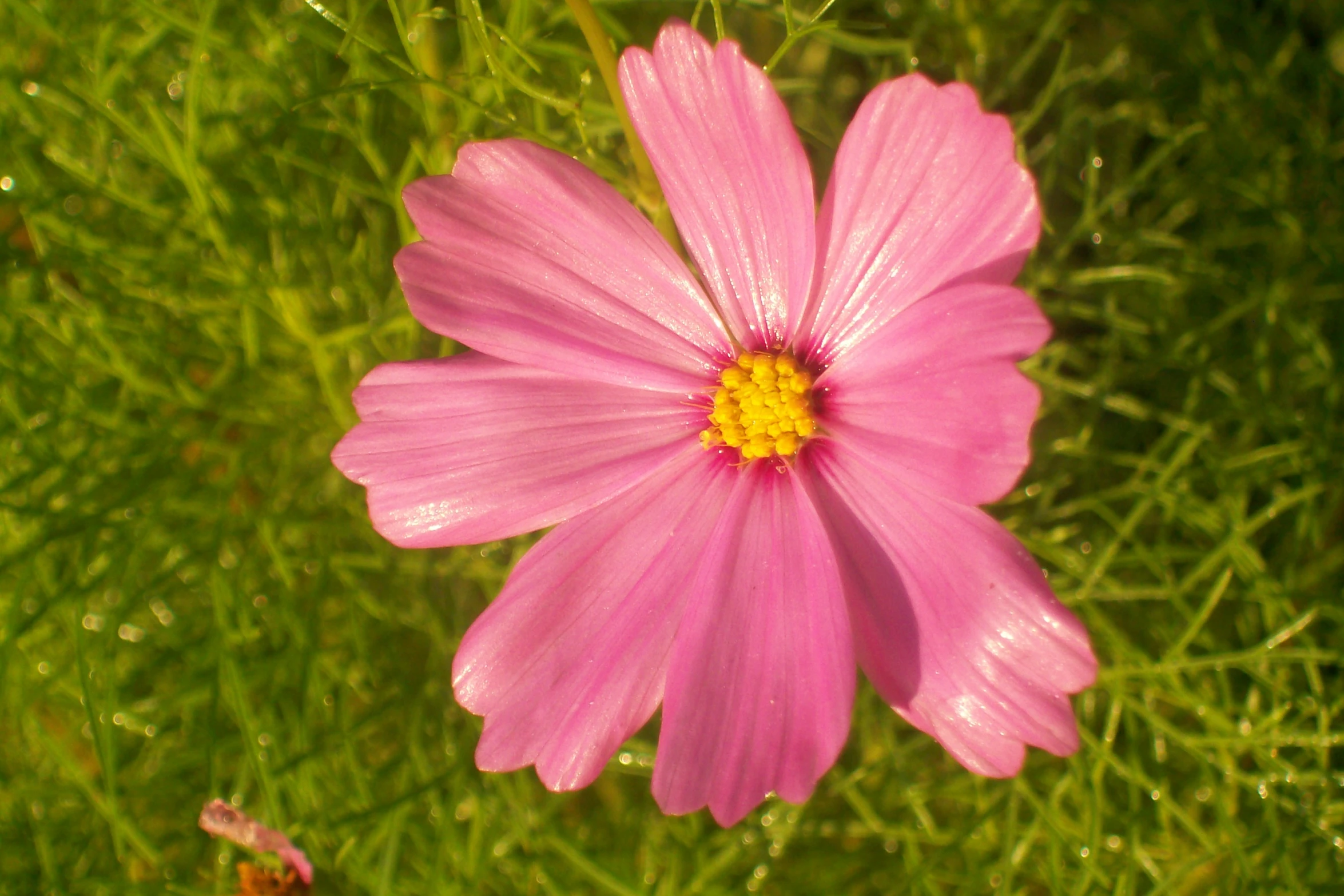 a pink flower is sitting in the grass