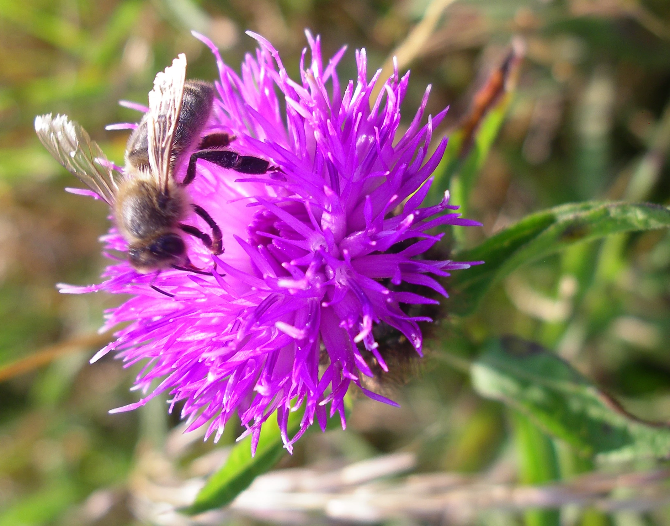 a bee resting on a purple flower in a field