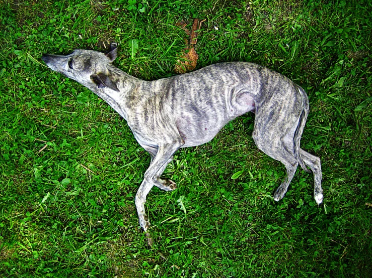 a gray dog with green spots lays in the grass