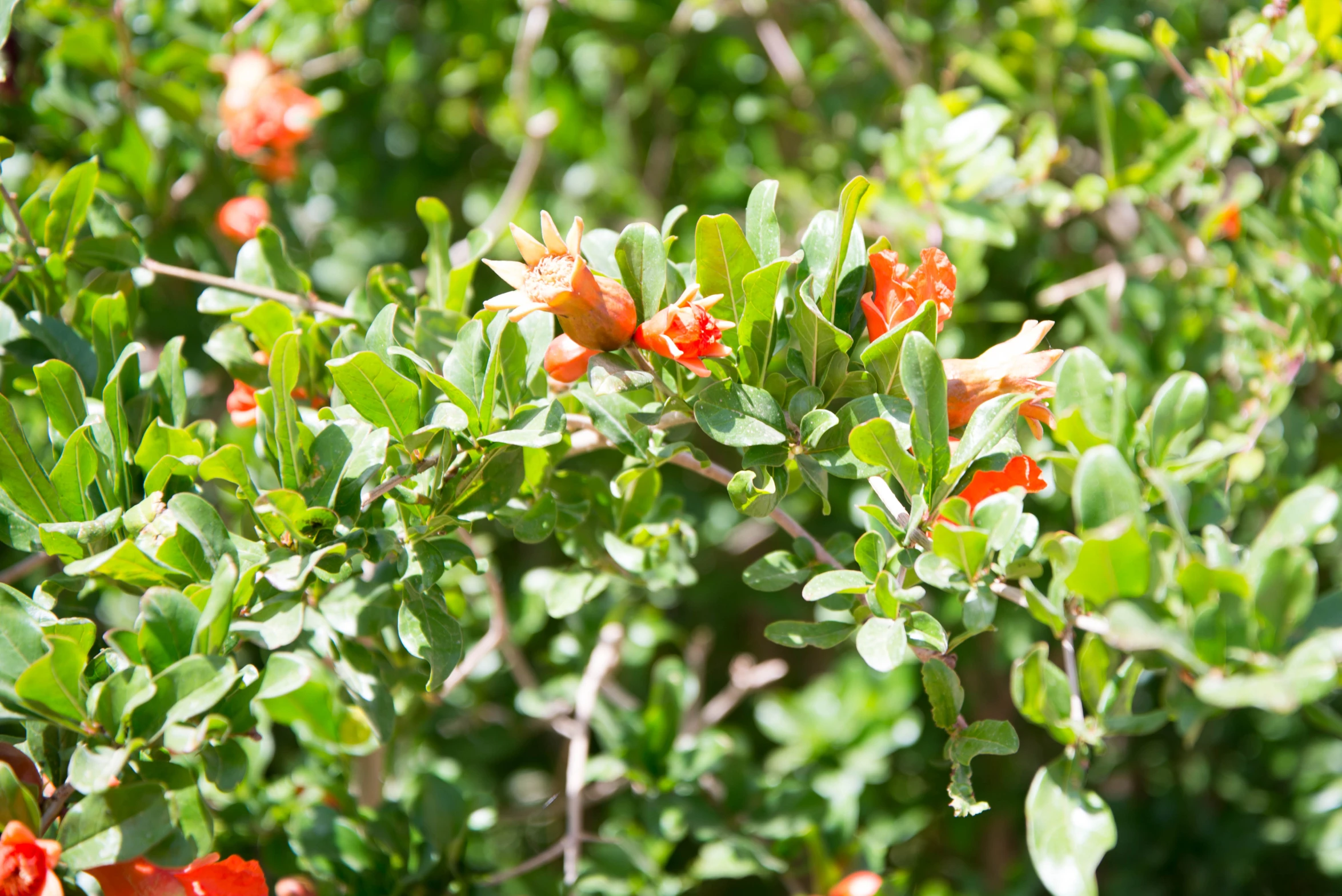 orange and green shrub with red flowers growing on it