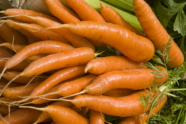 a bunch of orange carrots with green tops