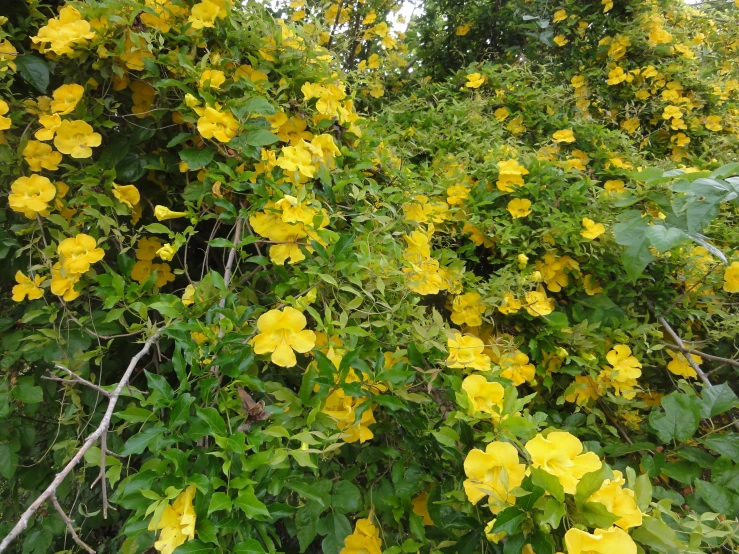 yellow flowers are growing on the nches