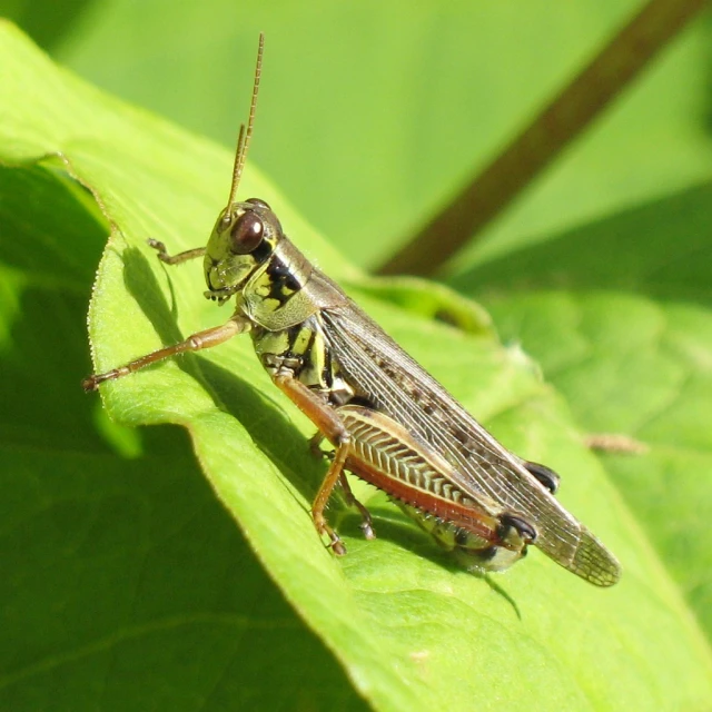 a large brown insect standing on top of a green leaf