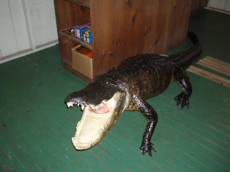 a large alligator is sitting on the ground