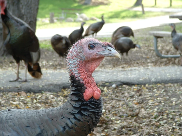 a turkey is walking by many birds in the park