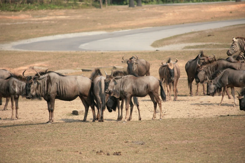 zes and wildebeest grazing on some dirt