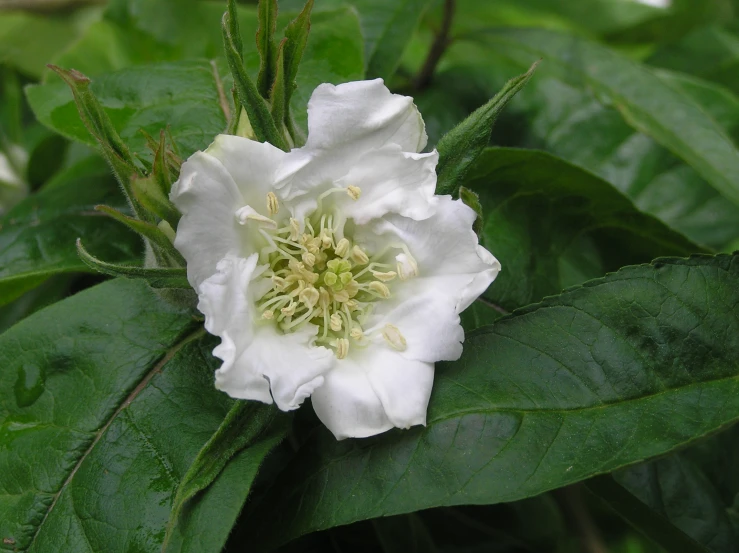 a white flower with green leaves on the stalk