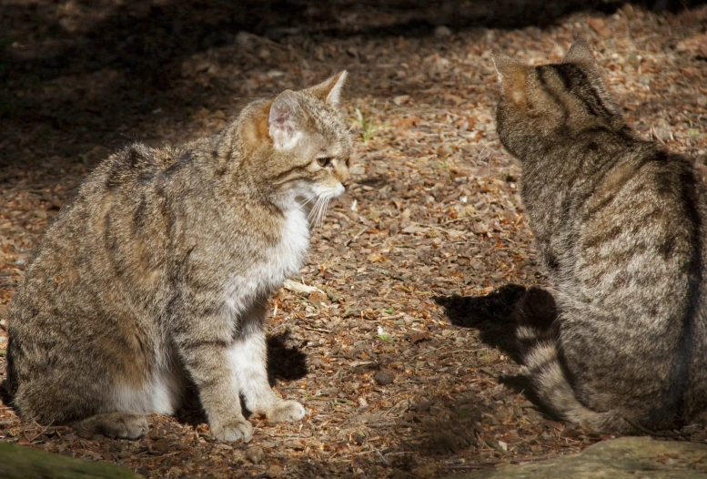 two cats are on the leaves in the woods