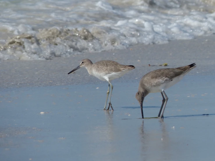 two small birds walking on a beach near the ocean