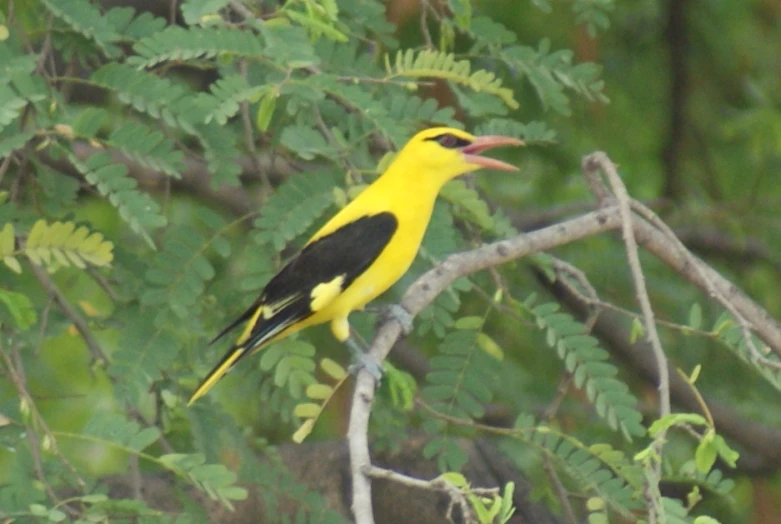 a bird that is perched on a nch