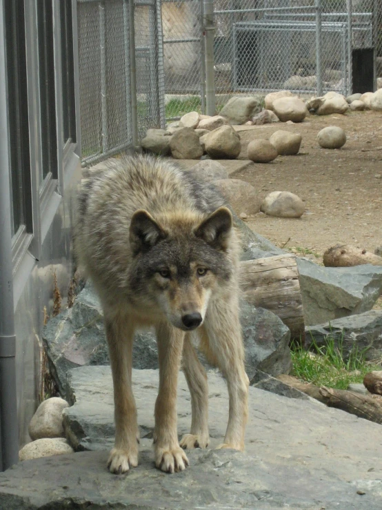 a wolf standing on a rock ledge looking at the ground