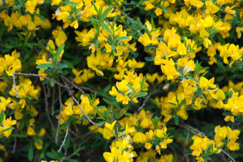 yellow flowers growing from the nches of a tree