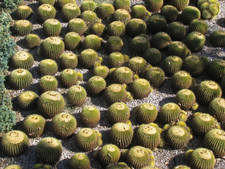 some green plants on the side of a road