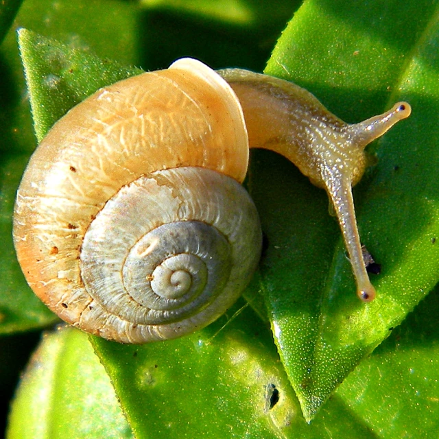 an animal's shell on top of a leaf